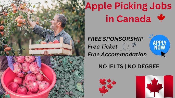 Apple Picking Jobs in Canada 2025 with Visa Sponsorship